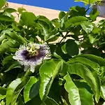 Junqueira Gardens - Casa Antiga Jardim E Piscina Lisboa