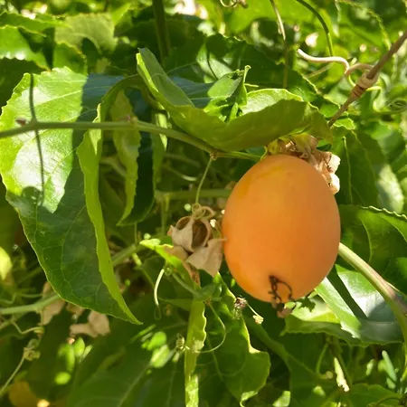 Junqueira Gardens - Casa Antiga Jardim E Piscina 빌라