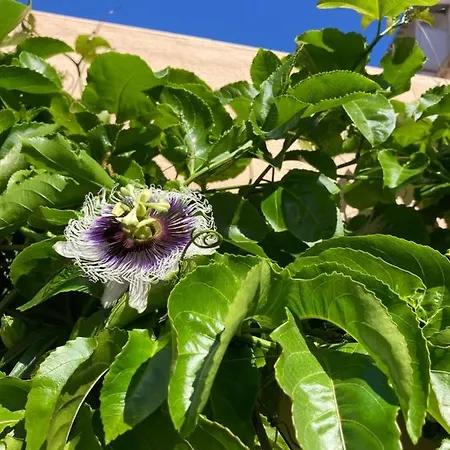Junqueira Gardens - Casa Antiga Jardim E Piscina Lissabon