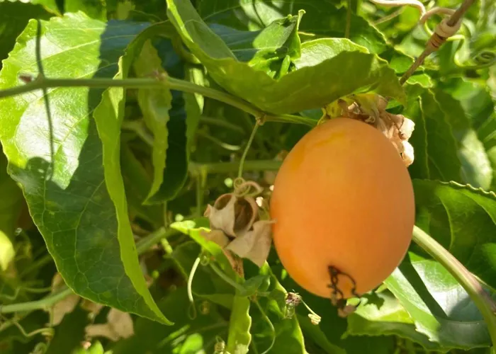 Junqueira Gardens - Casa Antiga Jardim E Piscina Willa
